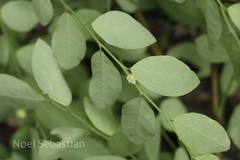 Phyllanthus leschenaultii